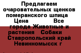 Предлагаем очаровательных щенков померанского шпица › Цена ­ 15 000 - Все города Животные и растения » Собаки   . Ставропольский край,Невинномысск г.